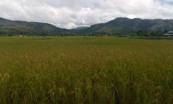 BPS: Produksi Beras Provinsi Kaltara 2018 Diperkirakan 26.730 Ton