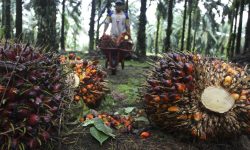 Perkebunan Sawit di Kaltim Serap 222.400 Tenaga Kerja  