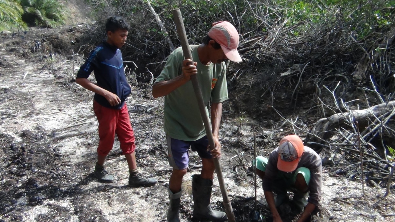 PT Sentosa Kalimantan Jaya Rehabilitasi Hutan Mangrove di Tanjung Batu –