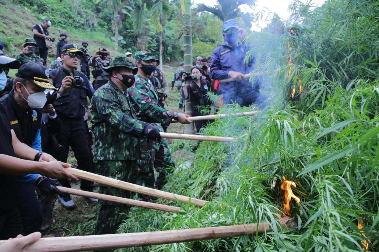 BNN RI Musnahkan 9 Hektare Ladang Ganja Di Aceh Utara - Niaga.Asia