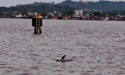 Pesut Mahakam Ditemukan Mati di Sungai Mahakam Samarinda