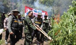 BNN Musnahkan 2,5 Hektar Lahan Ganja di Aceh Besar
