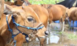 Setelah 14 Tahun, Penyakit Jembrana pada Sapi Ditemukan Lagi di Kutai Timur