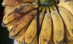 Produktivitas Komoditas Pisang, Pepaya dan Nenas Katim Meningkat