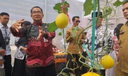 Panen Melon Perdana di SMAN 5 Samarinda, Akmal Tantang Sekolah Lain Untuk Berkebun